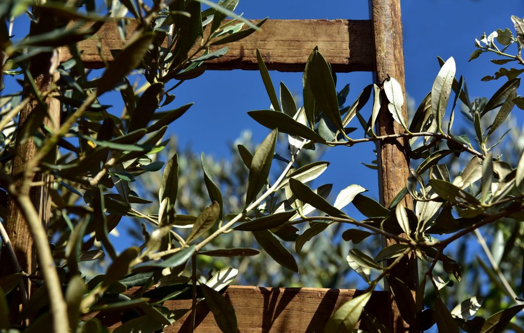 Domenica delle Palme e Pasqua: no a rami d’ulivo e bottigliette d’acqua